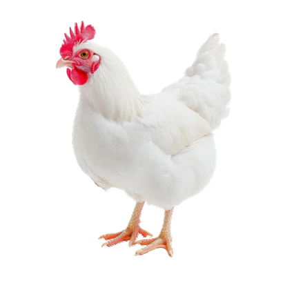 Poultry